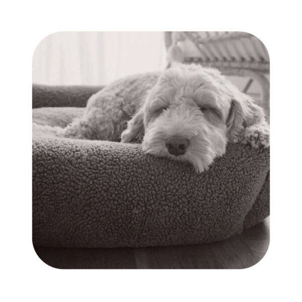 Swaggin Tails Drömmig Luksus Hundeseng Rainy Grey - Billede 3